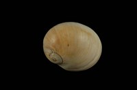 藏品(玉螺)的圖片